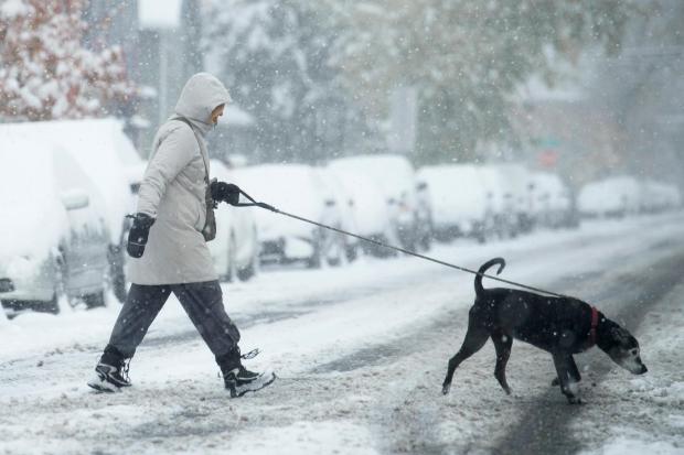 ARCHIVO - Una mujer pasea a un perro por la calle en Denver el 29 de octubre de 2023. (Foto AP/David Zalubowski, Archivo)