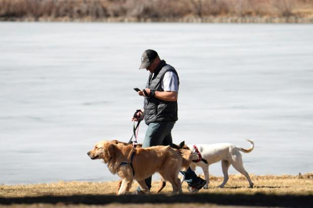 ARCHIVO - Un paseador de perros revisa un dispositivo móvil mientras guía perros en Washington Park en Denver el 21 de febrero de 2023. (Foto AP/David Zalubowski, Archivo)