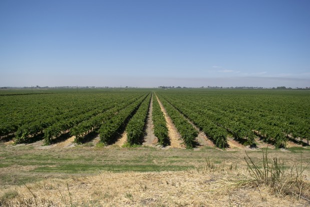 Un viñedo se extiende a lo largo del río Sacramento en el norte de California. (Vanessa G. Sánchez/KFF Health News/TNS)