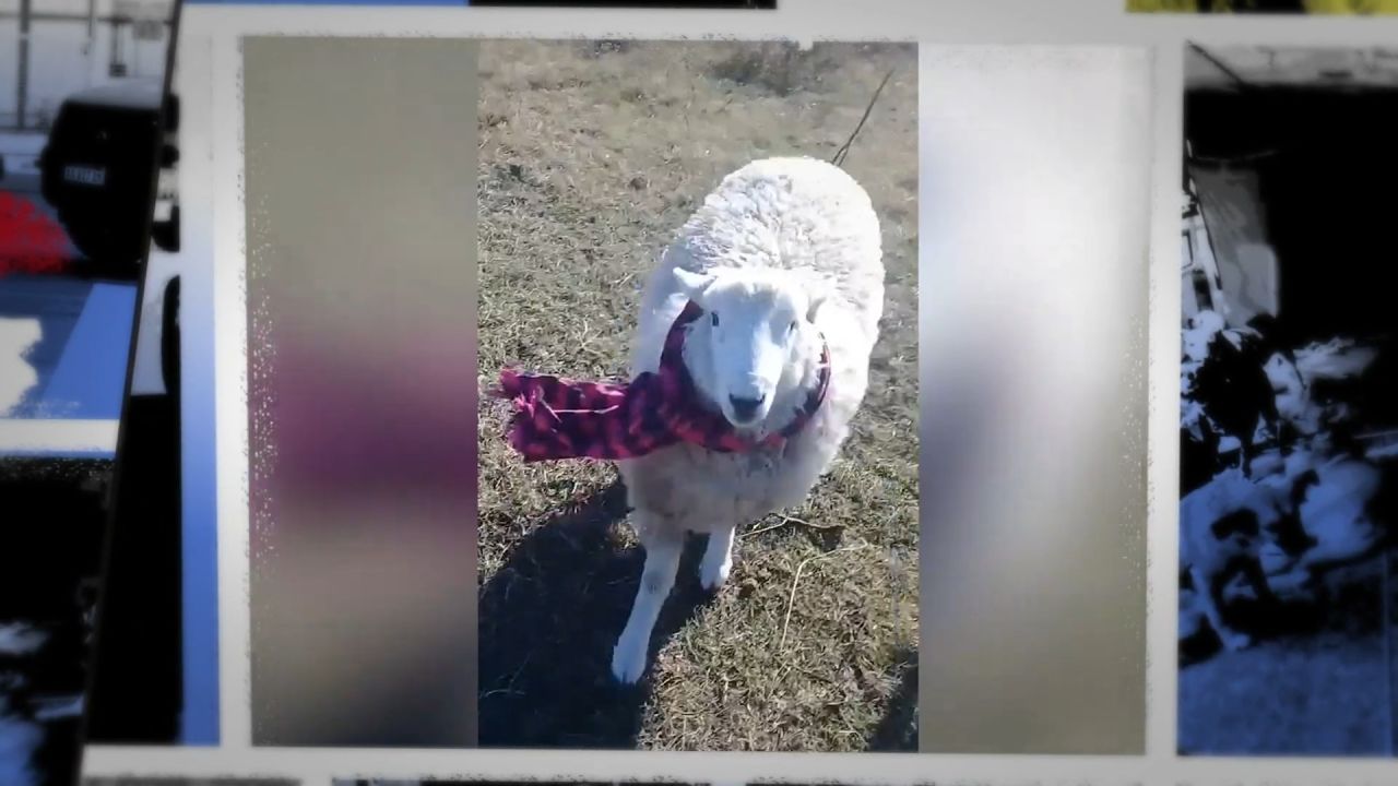 

<p>Claudio and his sheep Oscar went viral on TikTok during the covid-19 pandemic for their witty videos in which Oscar loves to wear different clothes such as scarves or hats. This is his story.</p>
<p>” class=”image__dam-img image__dam-img–loading” onload=”this.classList.remove(‘image__dam-img–loading’)” onerror=”imageLoadError(this)” height=”1080″ width=”1920″/></picture>
    </div>
</div></div>
</p></div>
</div>
<div class=