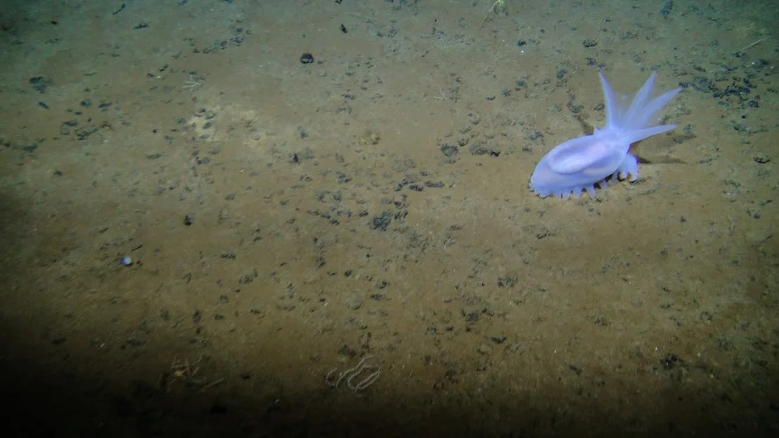 The sea cucumber Amperima sp. seen in the background in the eastern area of ​​Clarion-Clipperton. Courtesy of Craig Smith and Diva Amon, ABYSSLINE Project