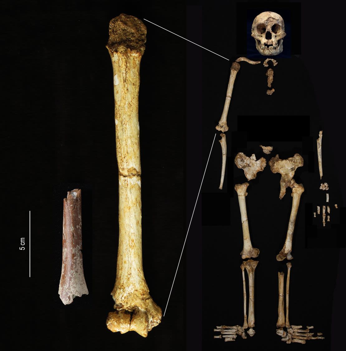 The Mata Menge humerus fragment (left) is shown at the same scale as the Homo floresiensis humerus from Liang Bua. Credit: Yousuke Kaifu