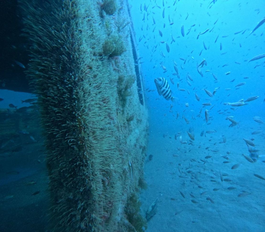 Fish swim on an artificial reef created by MARTA rail cars in the Atlantic Ocean. Credit: MARTA/Georgia Department of Natural Resources.