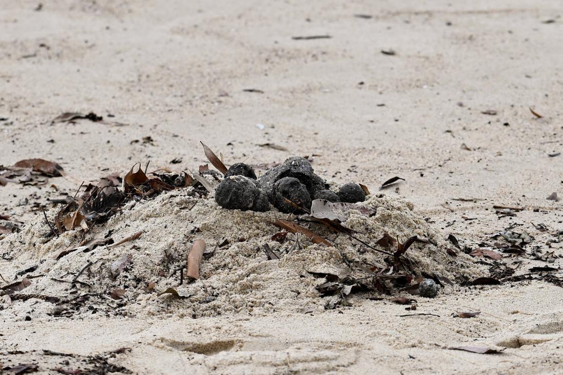 Misteriosas bolas negras han aparecido en la playa de Coogee en Australia.