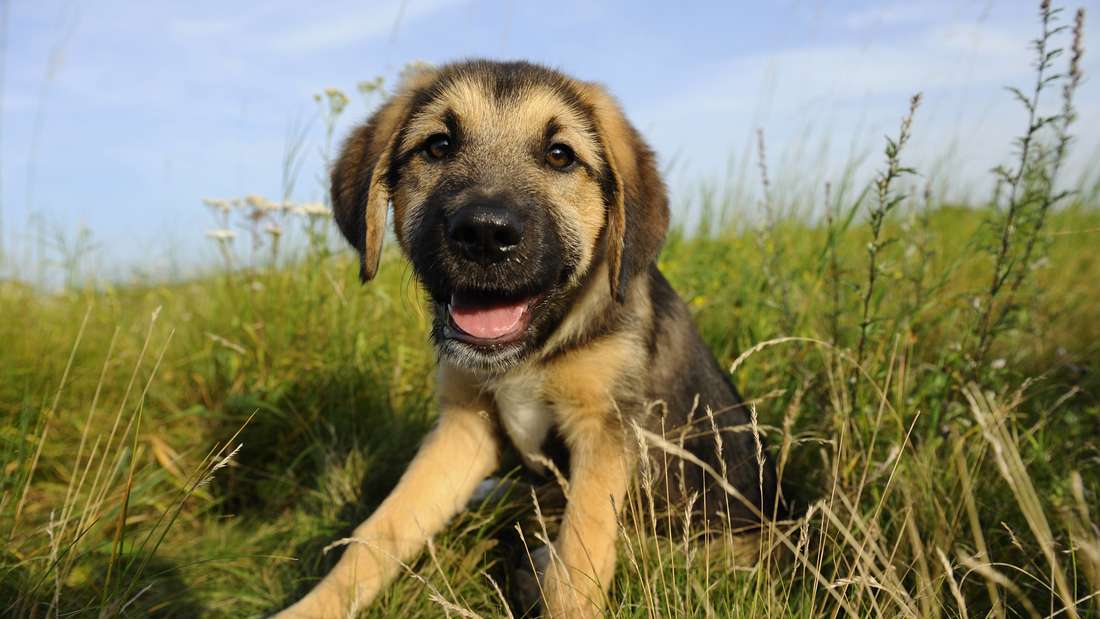 Un cachorro joven mira a la cámara.