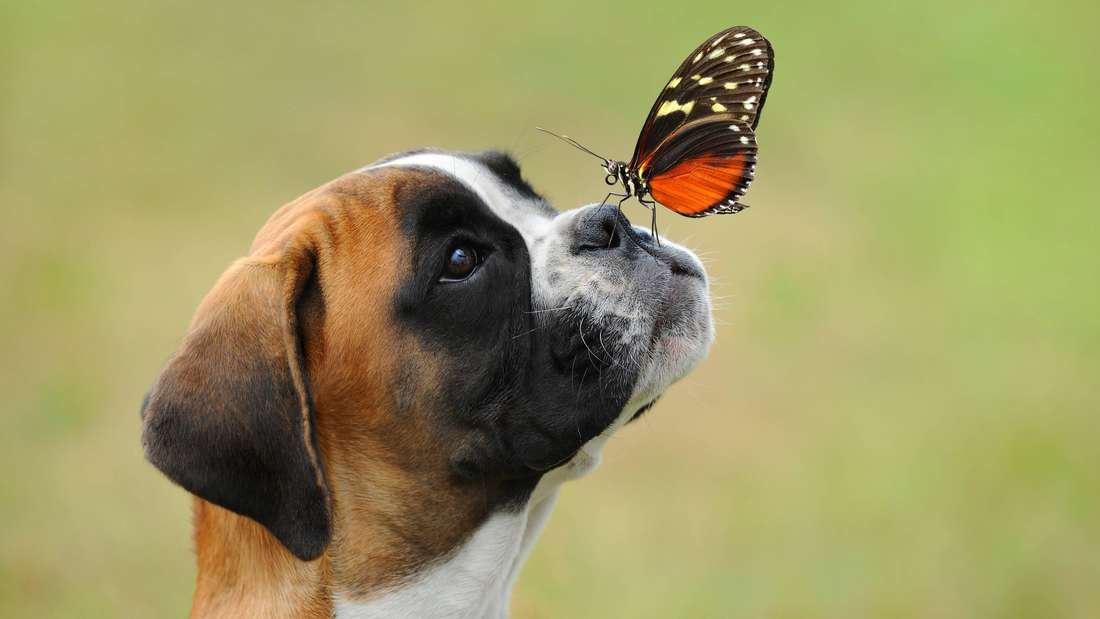 El Boxer es un perro increíblemente juguetón y curioso.